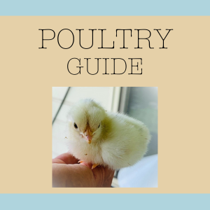 Poultry - Study Guide for the Australasian Veterinay  Examination