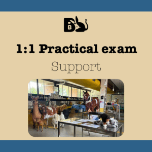 1 : 1 Practical Exam
